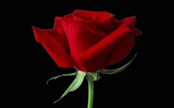 玫瑰花的资料有哪些?