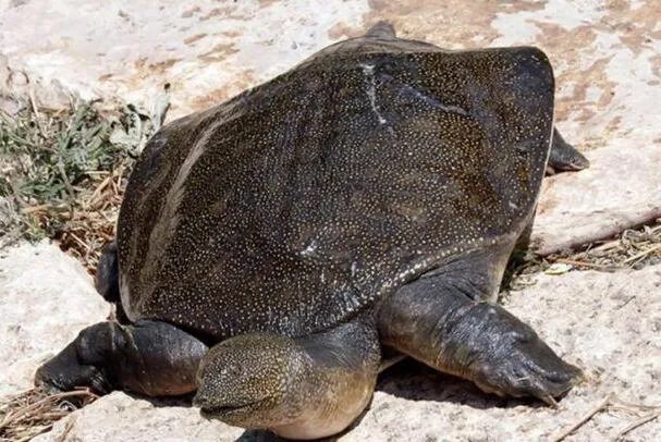 山瑞鳖:形似甲鱼,孵卵形式特别(借助阳光热能孵化)