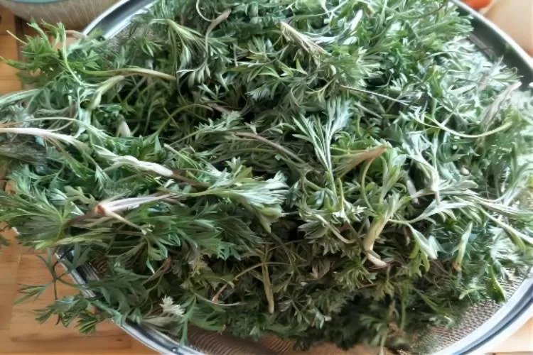 白蒿图片大全药用价值