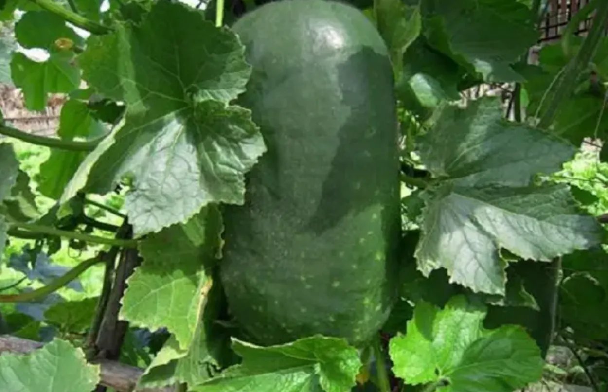 冬瓜的功效与作用