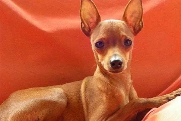 世界十大最小的狗 最小吉娃娃体重仅有1公斤左右