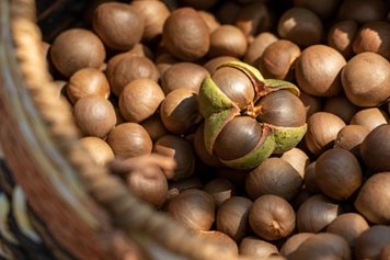 油茶果的功效与作用