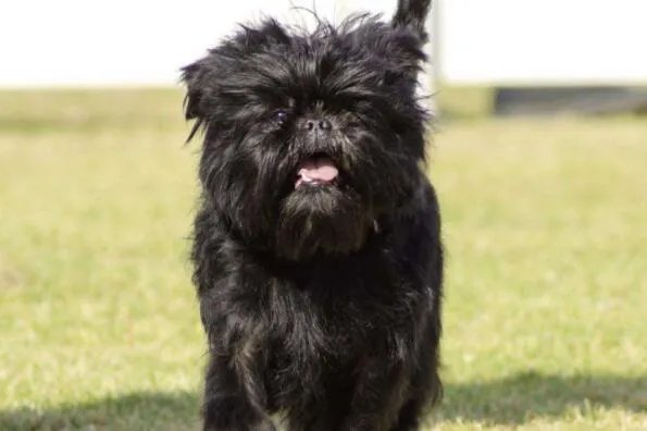 世界上最小的狗前十名 博美犬上榜，第一身高仅有15厘米左右