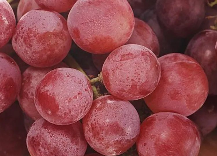 红提的功效与作用