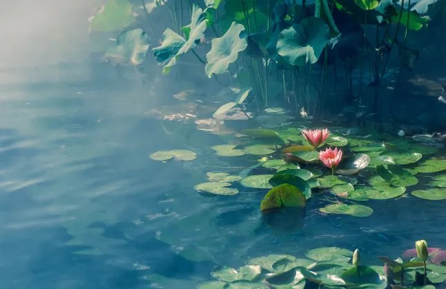 桃月是指几月 被称为桃月的是几月份