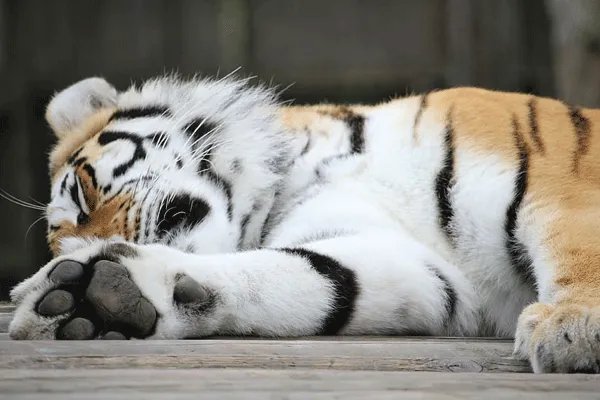 2010年是虎年吗 2010年属虎的是什么命