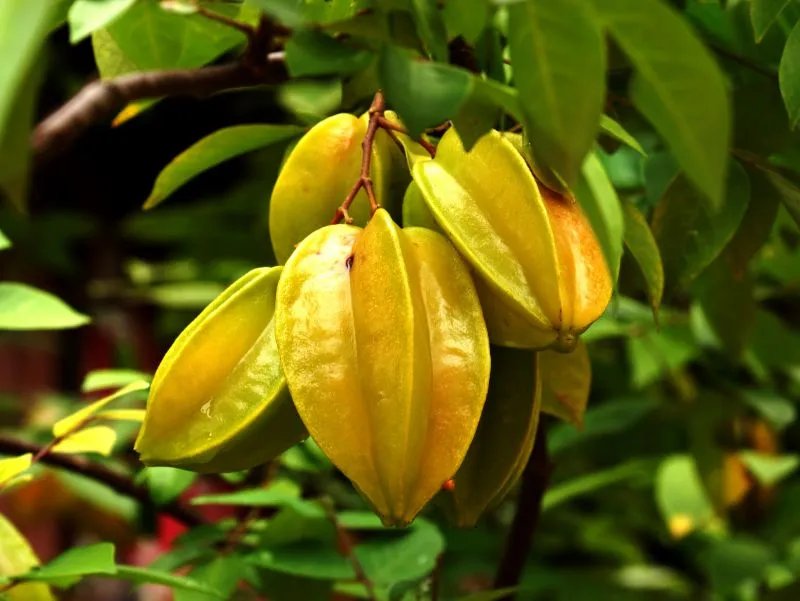 杨桃的功效与副作用