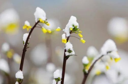 明年是寡妇年吗 如何破寡妇年结婚