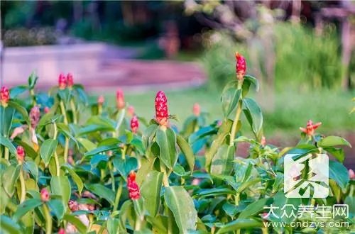 连钱草的功效与作用有哪些?