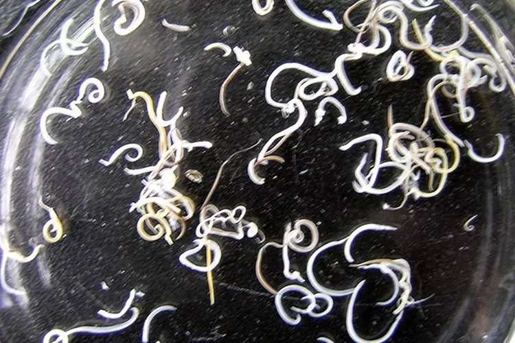 血吸虫肉眼图片