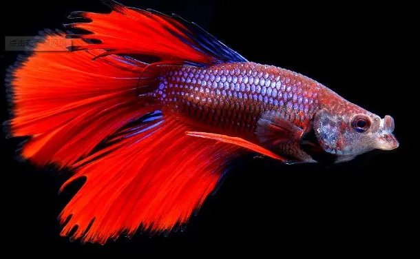 十种最漂亮的热带鱼,世界上最美的热带鱼(附图片)