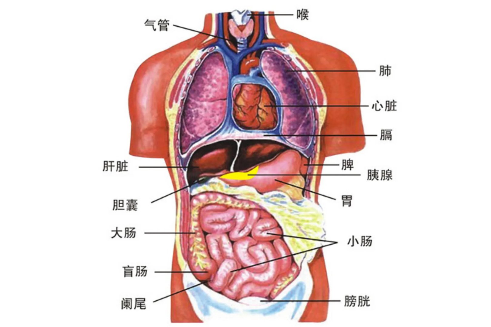 人体脏腑分布位置