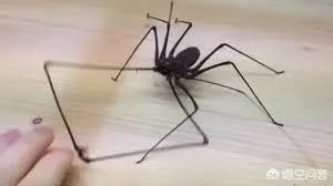 鞭蛛那么大只,蟑螂遇到它能保命吗?鞭蛛到底有多厉害?