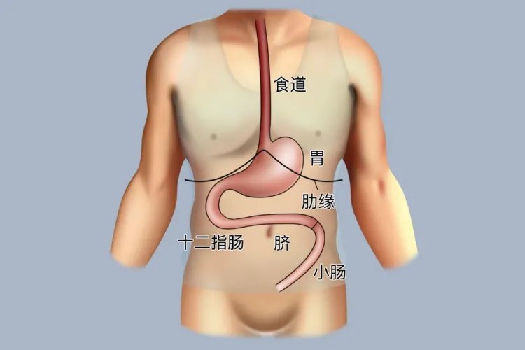 胃在身体哪个位置