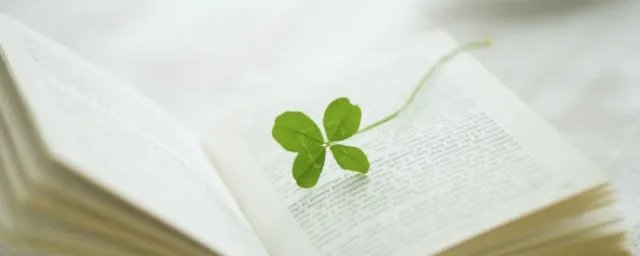 四叶草种子怎么种