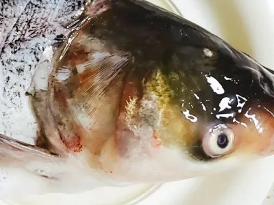 胖头鱼头的做法大全