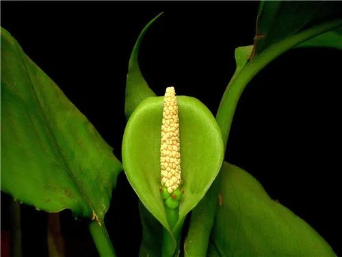 万年青开花好吗 万年青开花代表什么