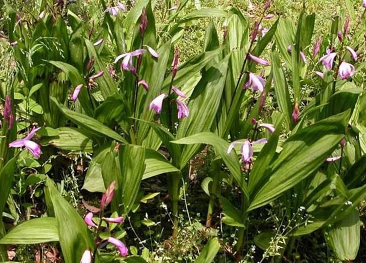 白芨的功效与作用