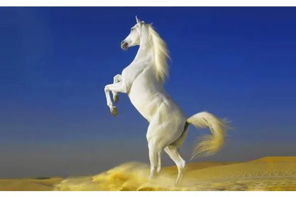 白龙马原是什么？