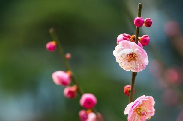 立春图片大全最新 立春节气图片唯美好看