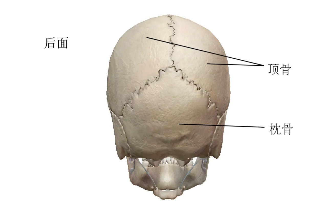 人体头部结构图及名称