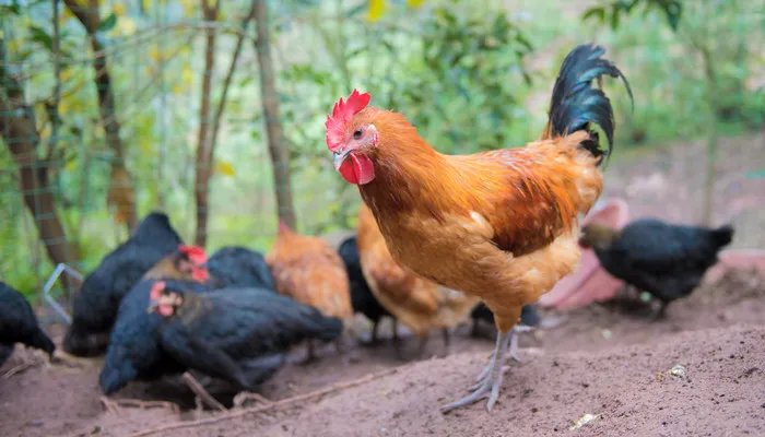 母鸡下蛋需要公鸡吗