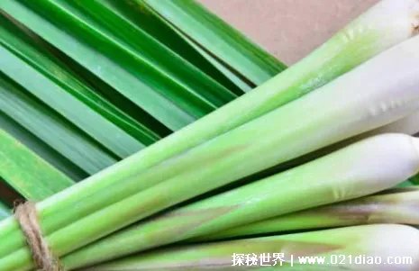 金腹巨蚊图片长什么样 世界上最大的蚊子金腹巨蚊是什么