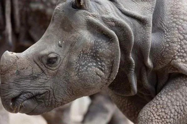 世界上十大珍稀动物:大熊猫只排第六，第一名几近灭绝