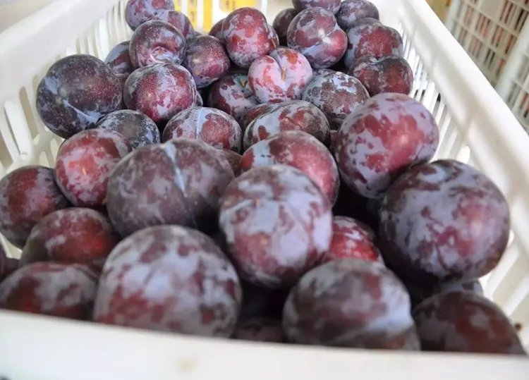 黑布林的功效与作用