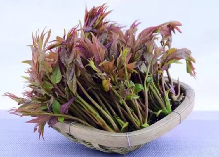 香椿芽的功效与作用