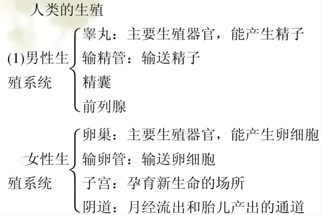人的生殖与发育思维导图