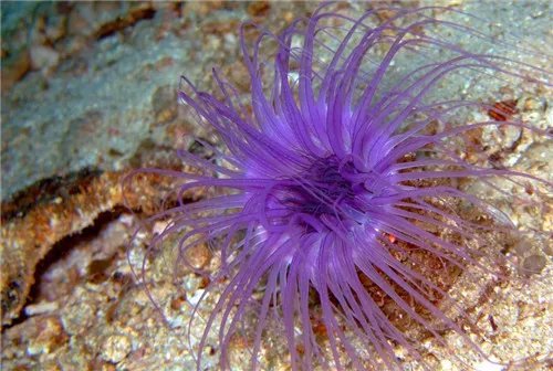 海葵是什么  如何食用海葵