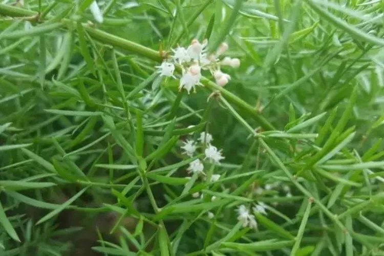 天门冬图片大全