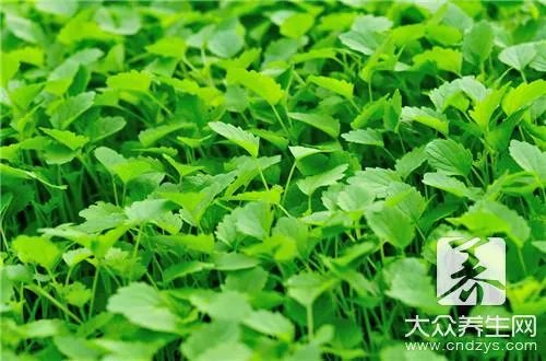 连钱草的功效与作用有哪些?