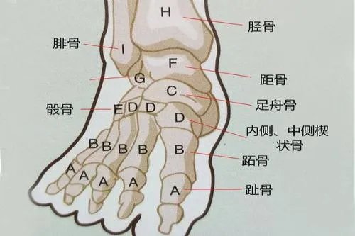 人体脚的骨骼结构图