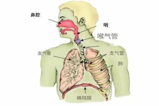 呼吸系统的结构图