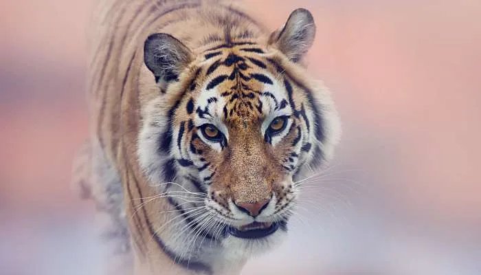 2022年虎本命年的大忌 2022年属虎本命年的禁忌有哪些