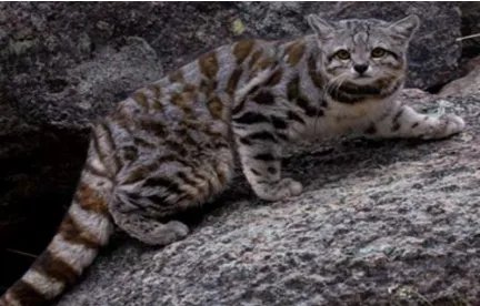 安第斯山猫：南美洲野生数量最为稀少的山猫物种