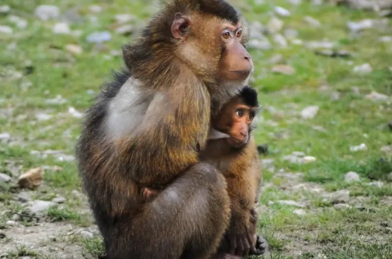 人类的祖先是什么？