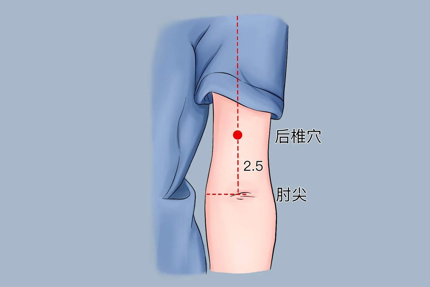后椎准确位置图和作用