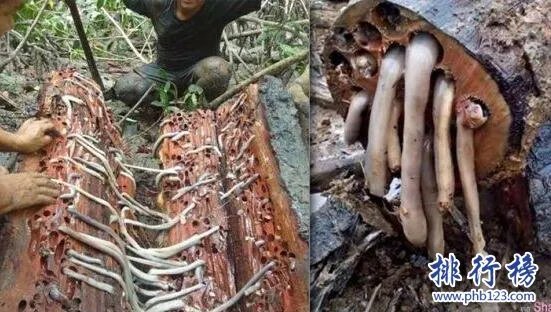 世界上最恶心的动物：蛀船虫，长达3米的巨型毛虫