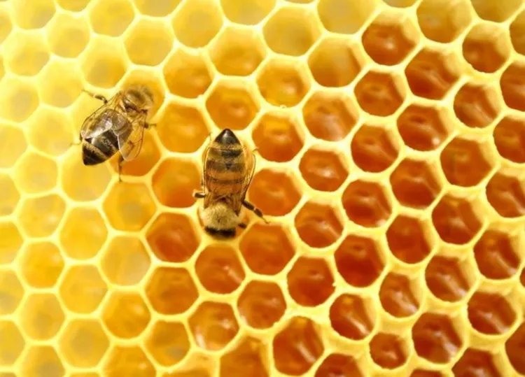 蜂巢的功效与作用