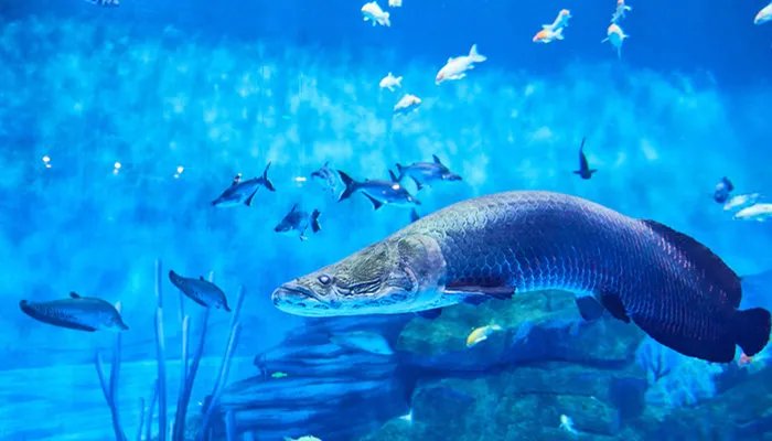 北海道渔场形成的原因 北海道渔场怎么形成的