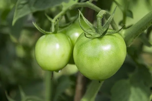 青西红柿能吃吗