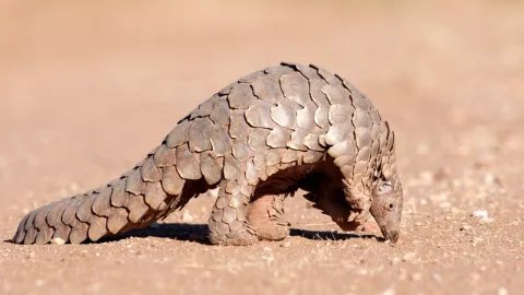 穿山甲的药用价值是什么