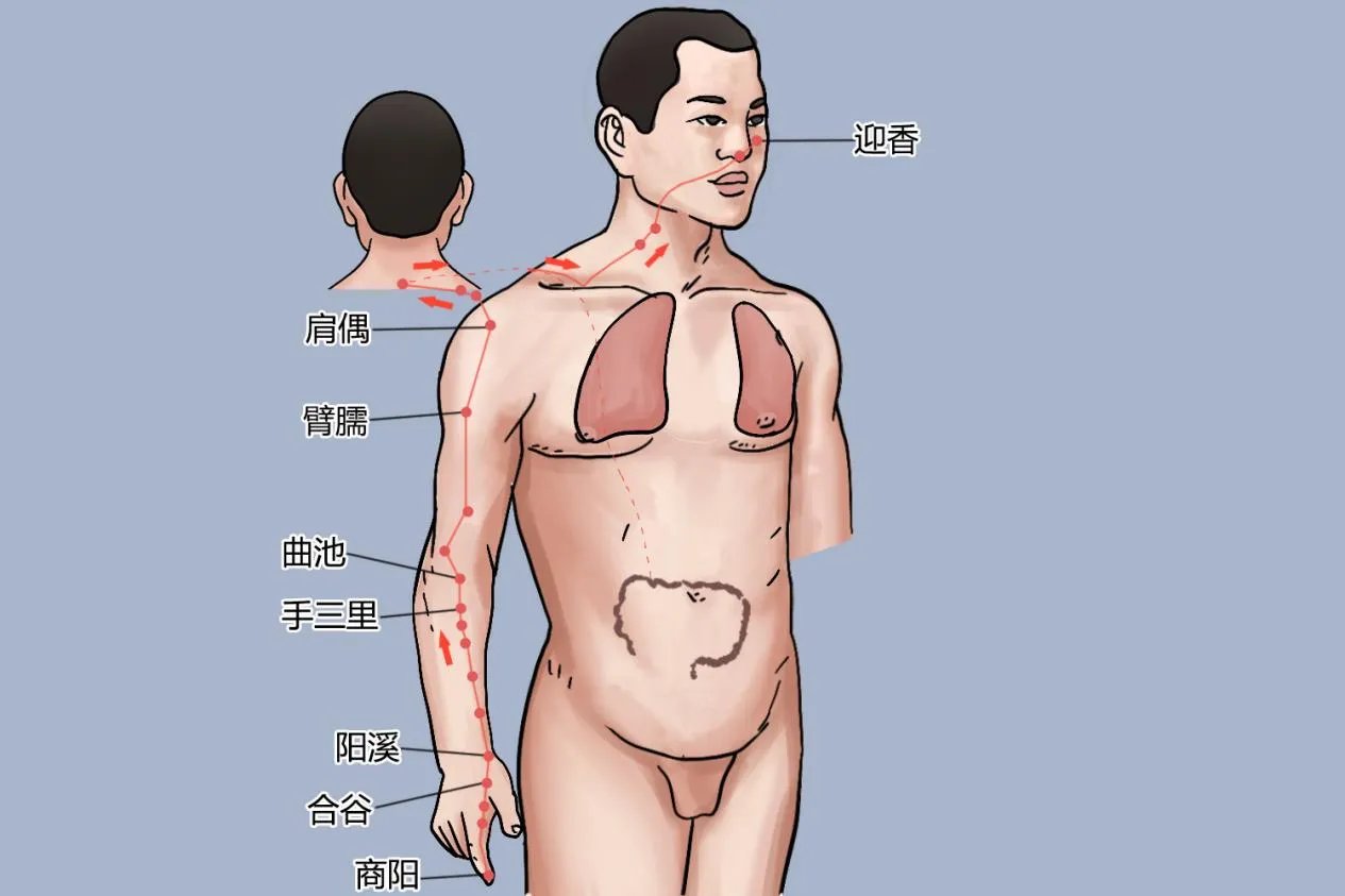 经络十二经脉图解