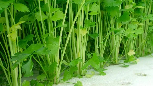 如何正确的减肥?秋季减肥方法小妙招