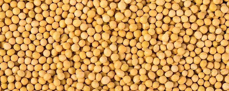 菽是指什么 菽是指什么农作物