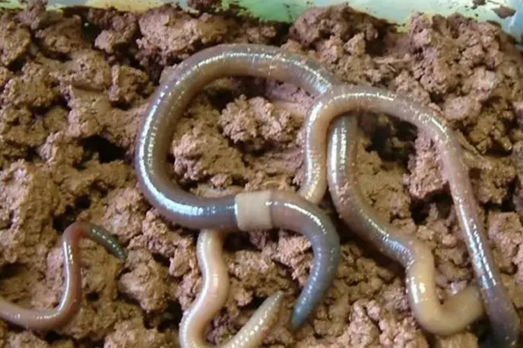 地龙草药图片大全