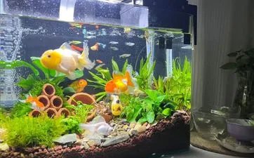 梅花钱有什么风水作用?需要注意哪些事项?